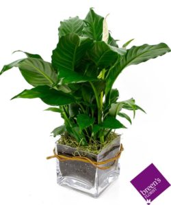 desktop garden plant in modern cube vase