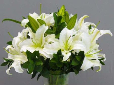 Beautiful and classic an arrangement designed of only fragrant white lilies is always suitable for any occasion.