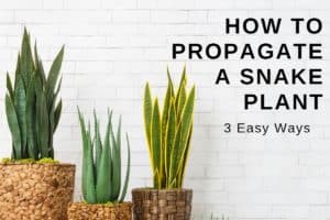 How to propagate a snake plant